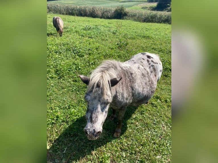 Ponis Shetland Desconocido 20 años 85 cm Tordo rodado in Reisbach