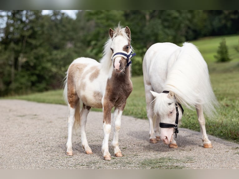 Ponis Shetland Desconocido Potro (04/2026)  in Sulzberg