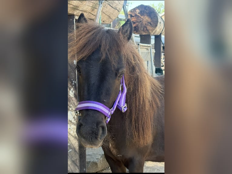Ponis Shetland Desconocido Potro (04/2026)  in Sulzberg