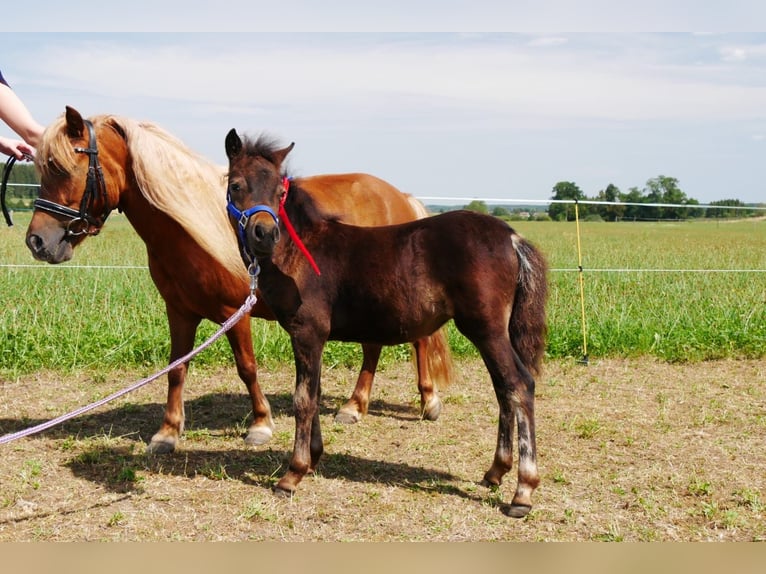 Ponis Shetland Desconocido Potro (04/2026)  in Sulzberg