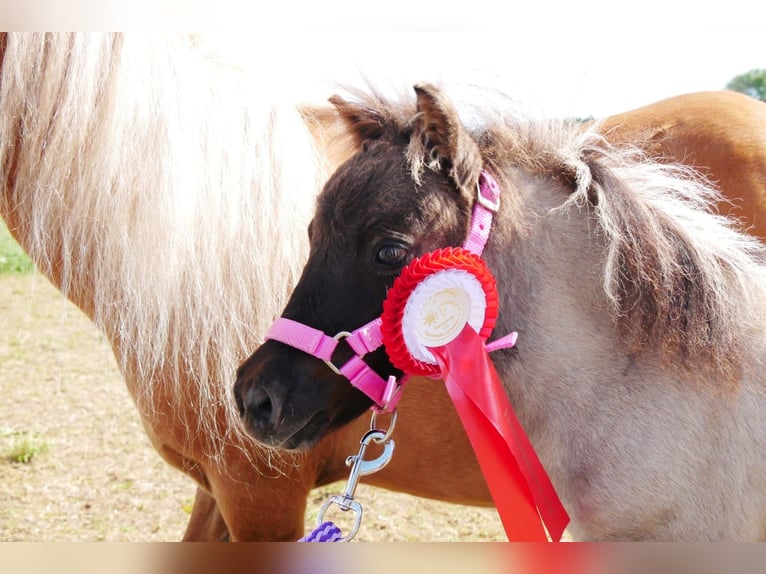 Ponis Shetland Desconocido Potro (04/2026)  in Sulzberg