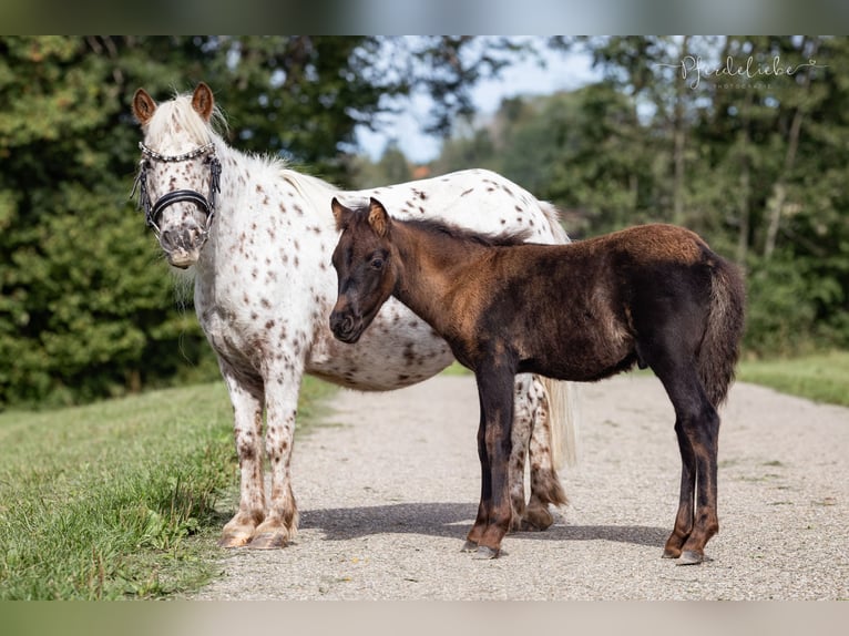 Ponis Shetland Desconocido Potro (04/2026)  in Sulzberg