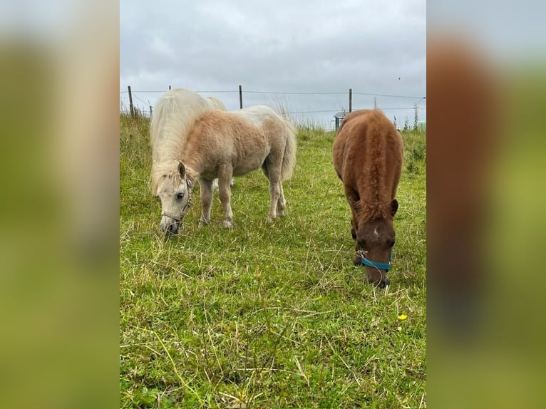 Ponis Shetland Semental 10 años 79 cm Atigrado/Moteado in Schönwalde am Bungsberg