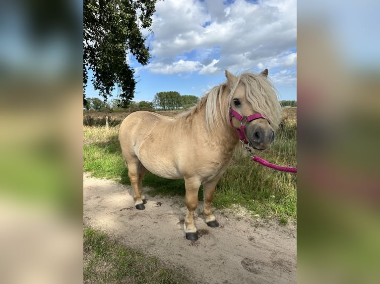 Ponis Shetland Semental 10 años 90 cm Palomino in Ulft
