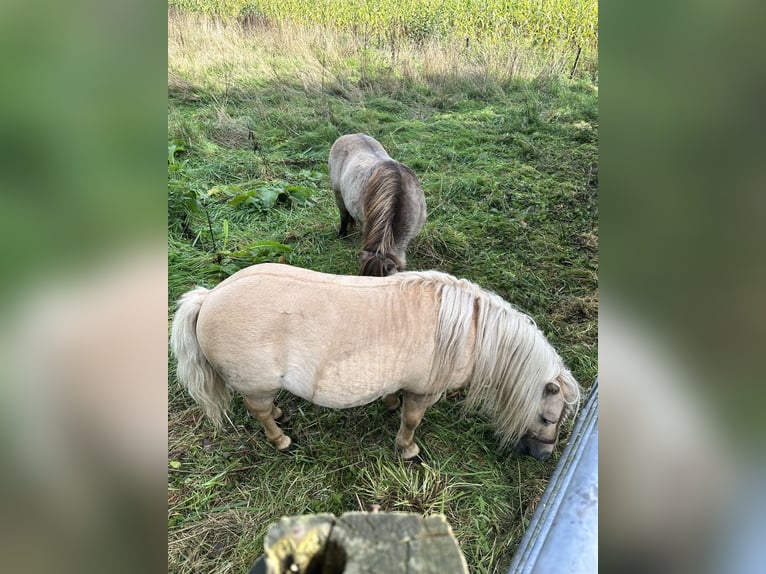 Ponis Shetland Semental 10 años 90 cm Palomino in Ulft