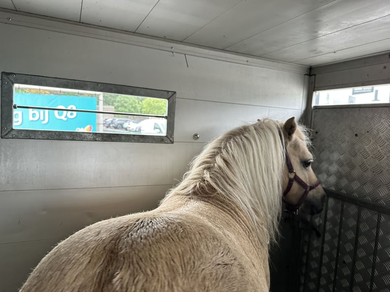 Ponis Shetland Semental 10 años 90 cm Palomino in Ulft