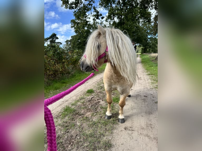 Ponis Shetland Semental 10 años 90 cm Palomino in Ulft