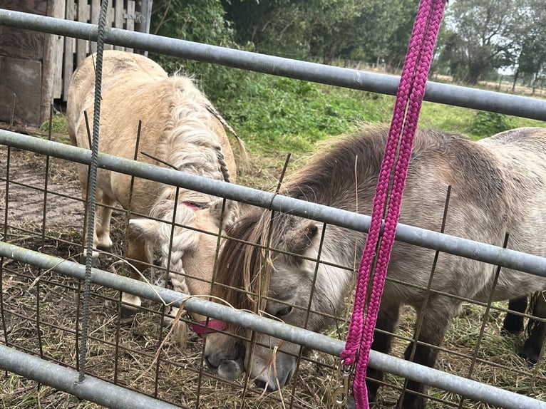 Ponis Shetland Semental 10 años 90 cm Palomino in Ulft
