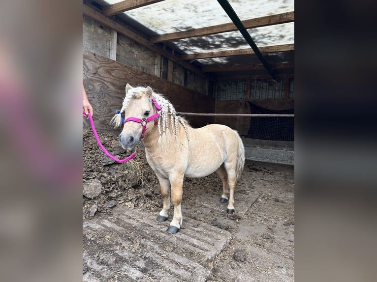 Ponis Shetland Semental 10 años 90 cm Palomino in Ulft