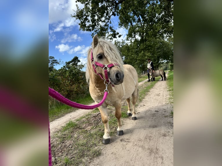 Ponis Shetland Semental 10 años 90 cm Palomino in Ulft