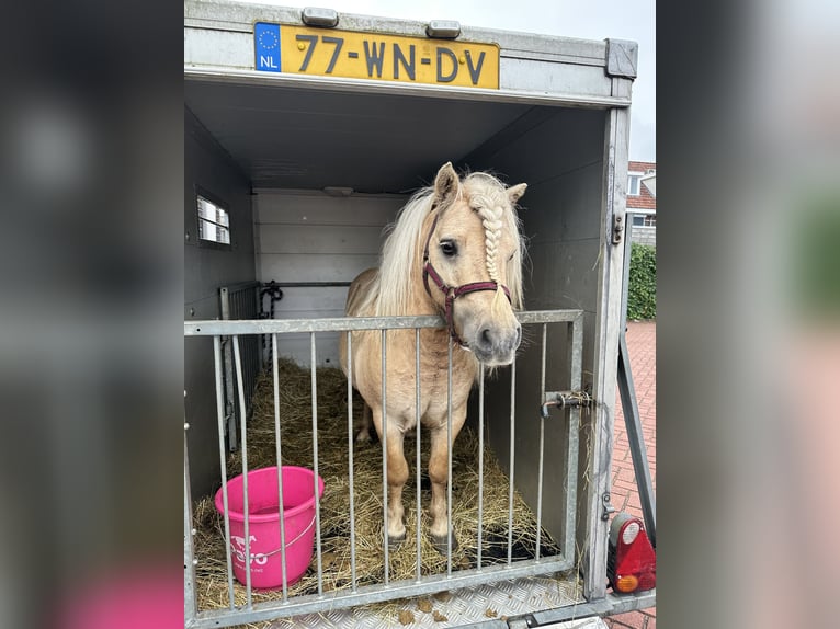 Ponis Shetland Semental 10 años 90 cm Palomino in Ulft