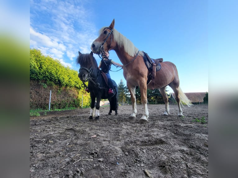 Ponis Shetland Semental 11 años 100 cm Negro in Boizenburg