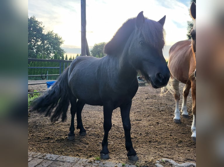 Ponis Shetland Semental 11 años 100 cm Negro in Boizenburg