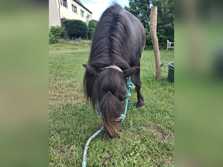 Ponis Shetland Semental 12 años 91 cm Negro in Lübeck