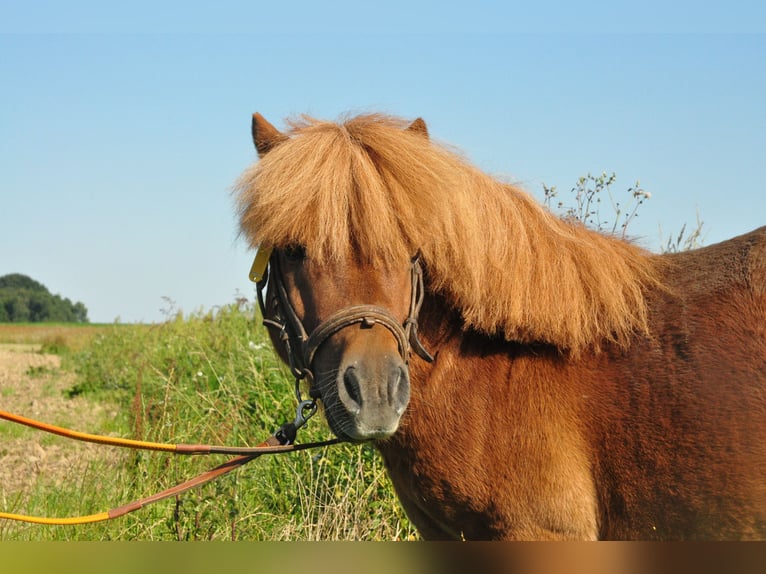 Ponis Shetland Semental 12 años Alazán in amillis