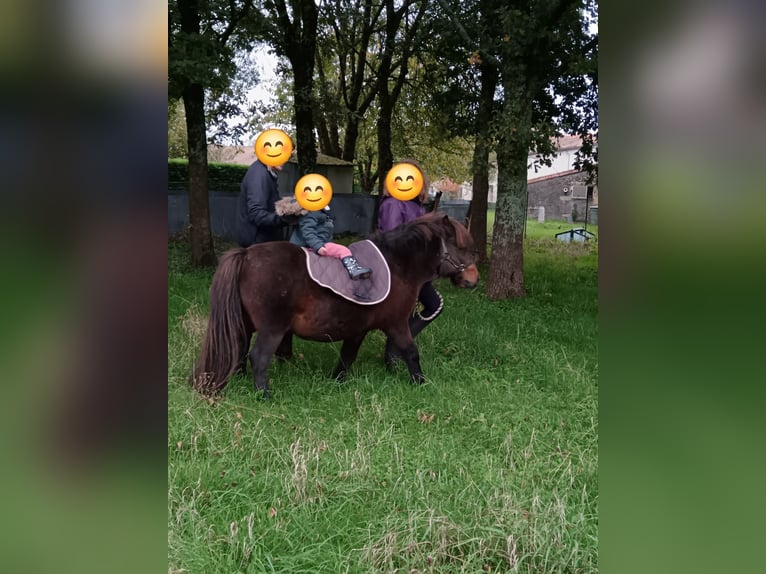 Ponis Shetland Mestizo Semental 13 años 110 cm Castaño oscuro in Deux sèvres