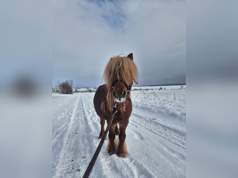 Ponis Shetland Semental 13 años 80 cm Alazán in Ars-sur-Moselle