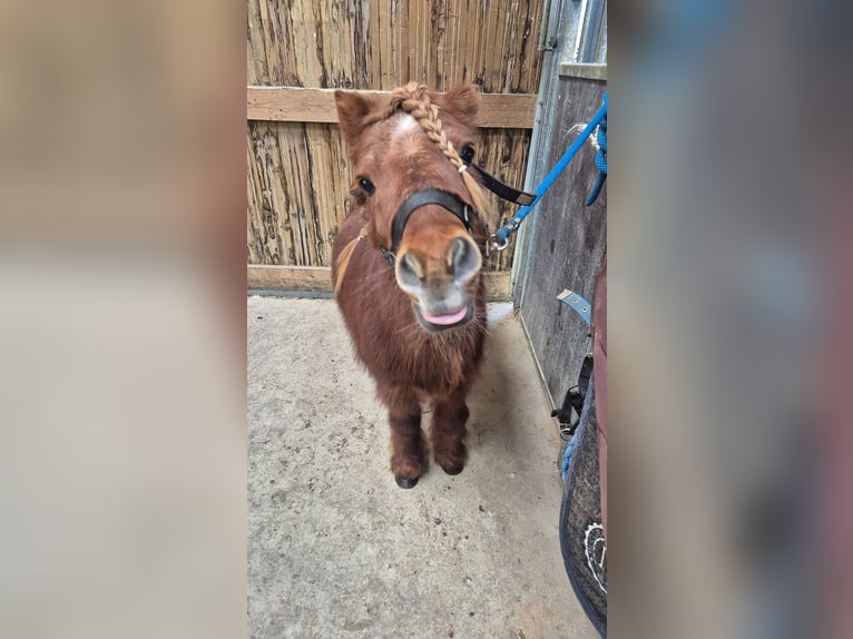 Ponis Shetland Semental 13 años 80 cm Alazán in Ars-sur-Moselle