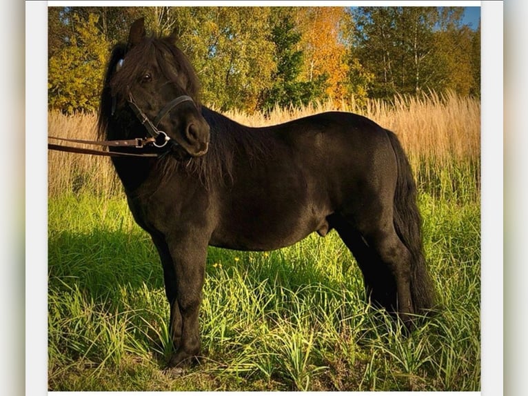 Ponis Shetland Semental 14 años 103 cm Negro in Finsterwalde