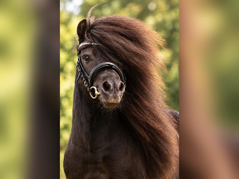 Ponis Shetland Semental 14 años 85 cm Negro in Schieder-Schwalenberg