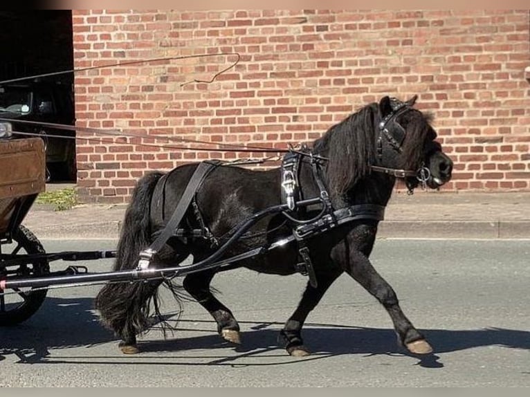 Ponis Shetland Semental 14 años 85 cm Negro in Schieder-Schwalenberg