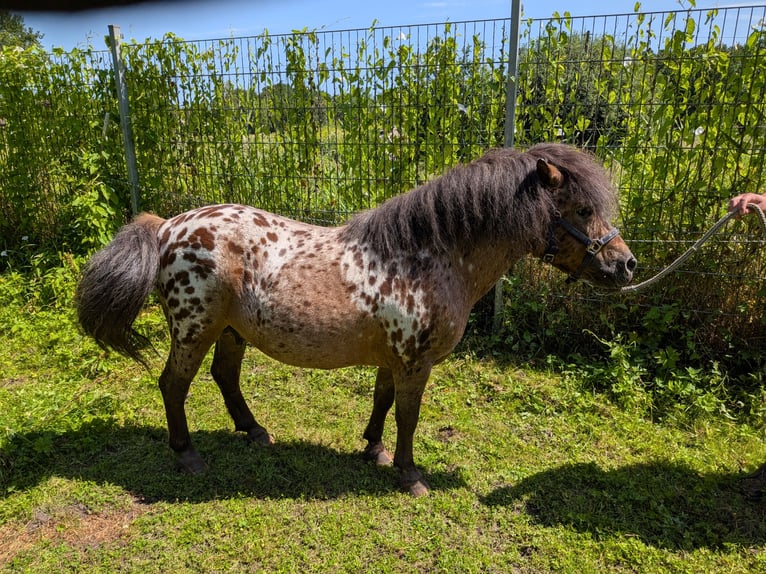 Ponis Shetland Semental 15 años 105 cm Atigrado/Moteado in Ovelgönne