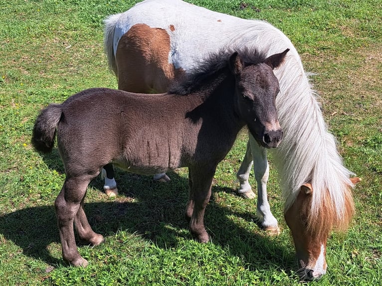 Ponis Shetland Semental 1 año 100 cm  in Leusden