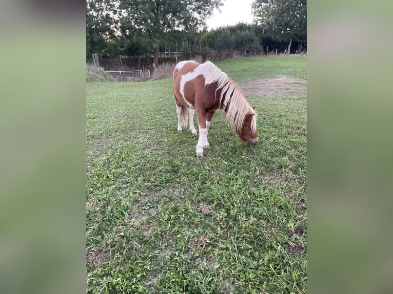 Ponis Shetland Semental 1 año 100 cm Pío in Tongeren
