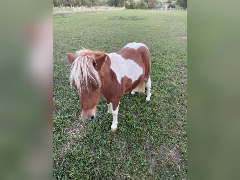 Ponis Shetland Semental 1 año 100 cm Pío in Tongeren