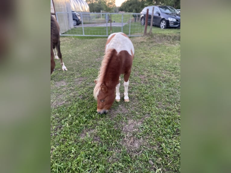 Ponis Shetland Semental 1 año 100 cm Pío in Tongeren