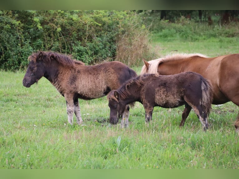 Ponis Shetland Semental 1 año 100 cm Pío in Peckfitz