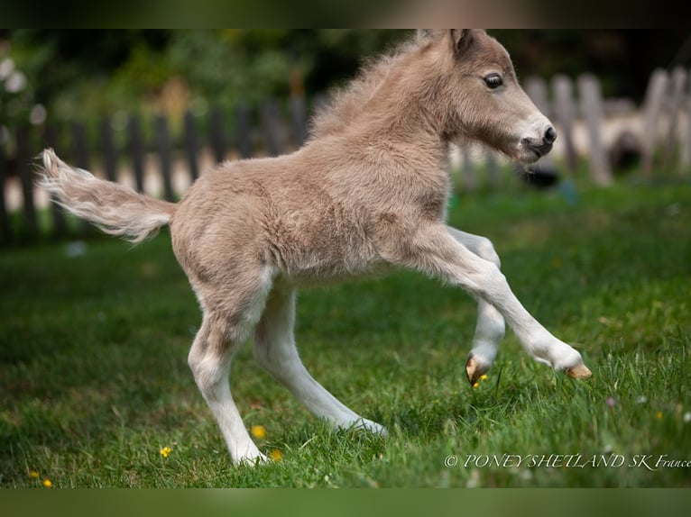 Ponis Shetland Semental 1 año 102 cm Alazán in La Vespière-Friardel