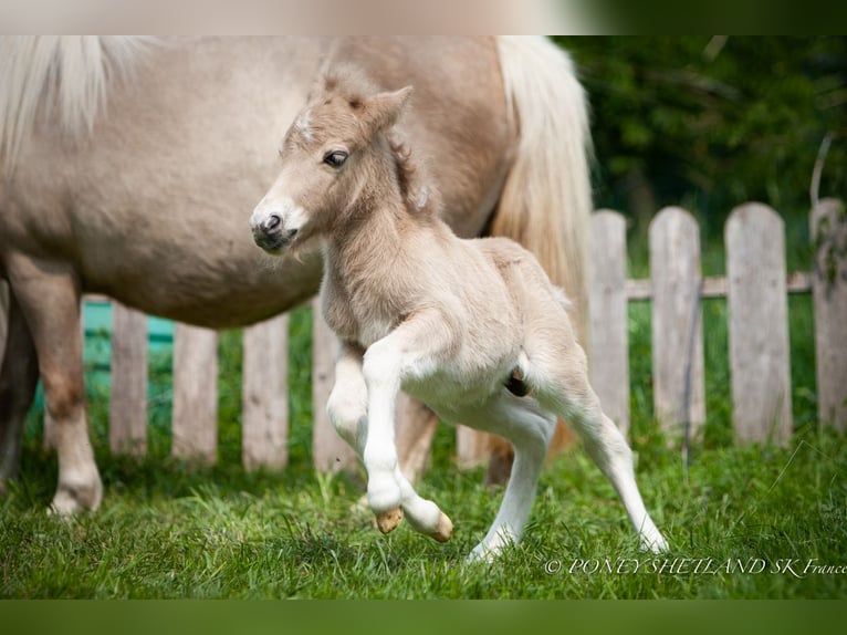 Ponis Shetland Semental 1 año 102 cm Alazán in La Vespière-Friardel