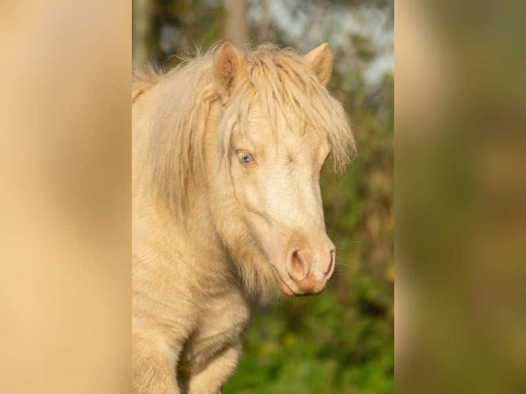 Ponis Shetland Semental 1 año 102 cm Perlino in Gro&#xDF; Molzahn