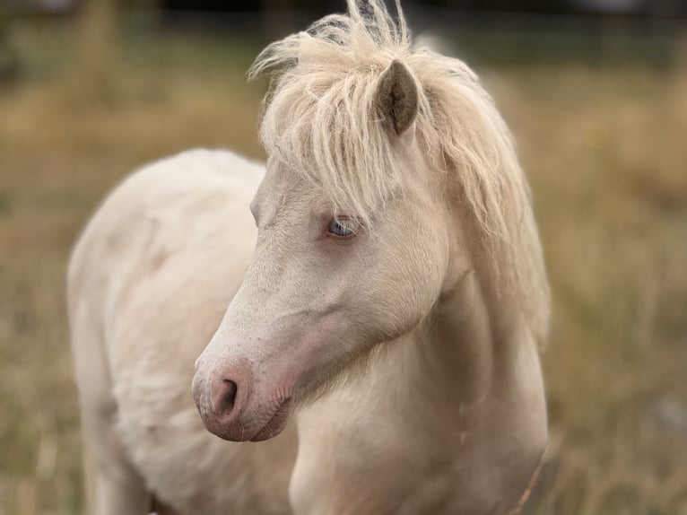 Ponis Shetland Semental 1 año 102 cm Perlino in Gro&#xDF; Molzahn