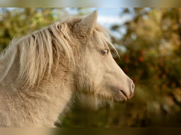 Ponis Shetland Semental 1 año 102 cm Perlino in Gro&#xDF; Molzahn