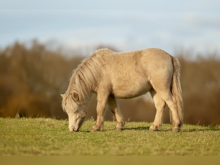 Ponis Shetland Semental 1 año 102 cm Perlino in Gro&#xDF; Molzahn