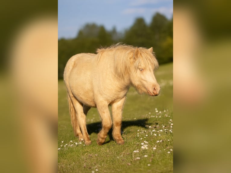 Ponis Shetland Semental 1 año 102 cm Perlino in Gro&#xDF; Molzahn