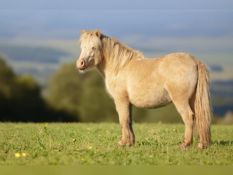 Ponis Shetland Semental 1 año 102 cm Perlino in Gro&#xDF; Molzahn
