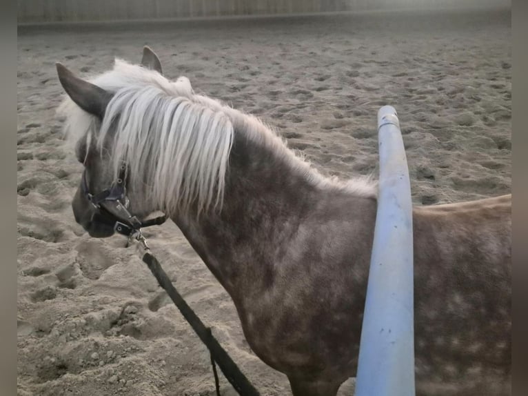 Ponis Shetland Semental 1 año 104 cm  in Deißlingen