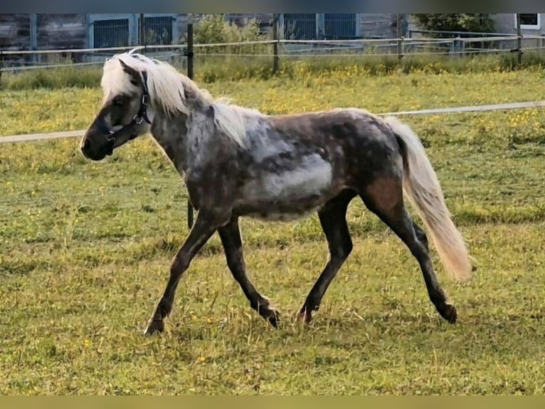 Ponis Shetland Semental 1 año 104 cm  in Deißlingen