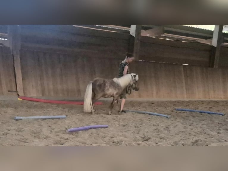 Ponis Shetland Semental 1 año 104 cm  in Deißlingen