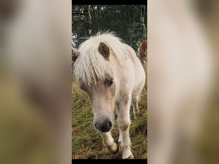 Ponis Shetland Semental 1 año 104 cm Champán in Arnemuiden