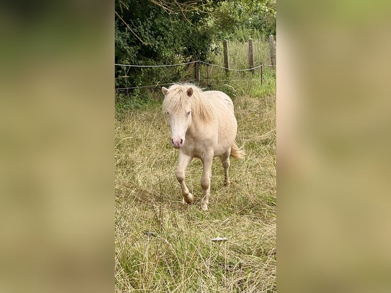 Ponis Shetland Semental 1 año 104 cm Perlino in Gro&#xDF; Molzahn