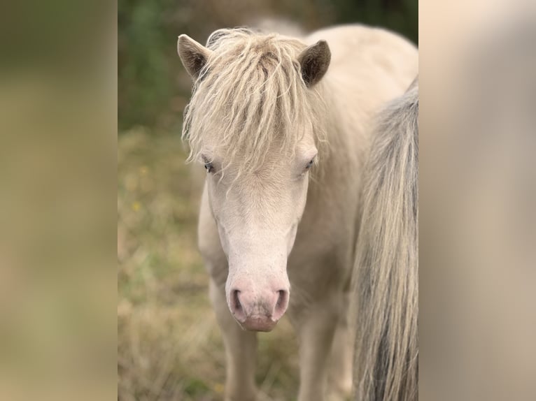 Ponis Shetland Semental 1 año 104 cm Perlino in Gro&#xDF; Molzahn