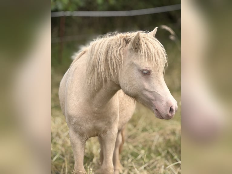 Ponis Shetland Semental 1 año 104 cm Perlino in Gro&#xDF; Molzahn