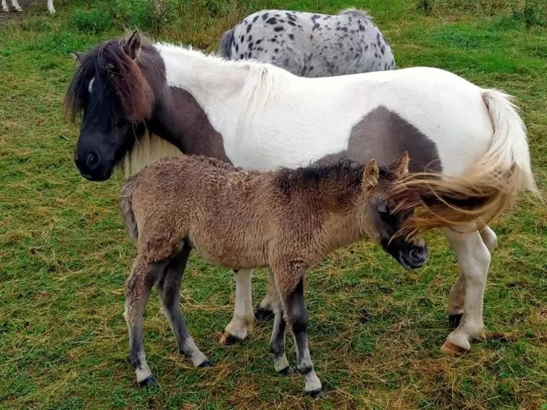 Ponis Shetland Semental 1 año 105 cm Bayo in Sitters