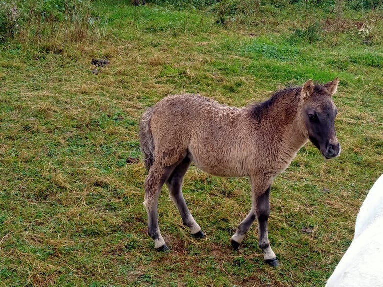 Ponis Shetland Semental 1 año 105 cm Bayo in Sitters