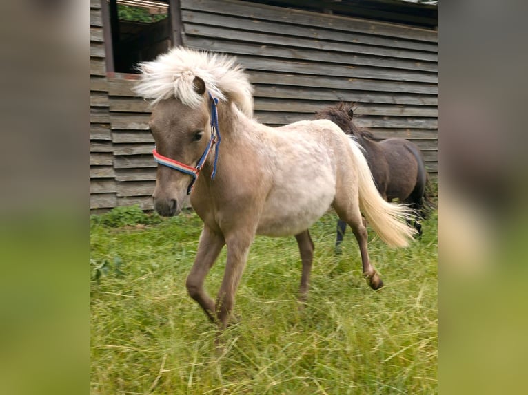 Ponis Shetland Semental 1 año 105 cm  in Bad Belzig