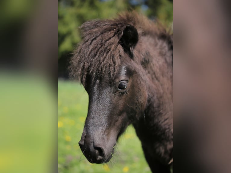 Ponis Shetland Semental 1 año 105 cm  in Bad Belzig